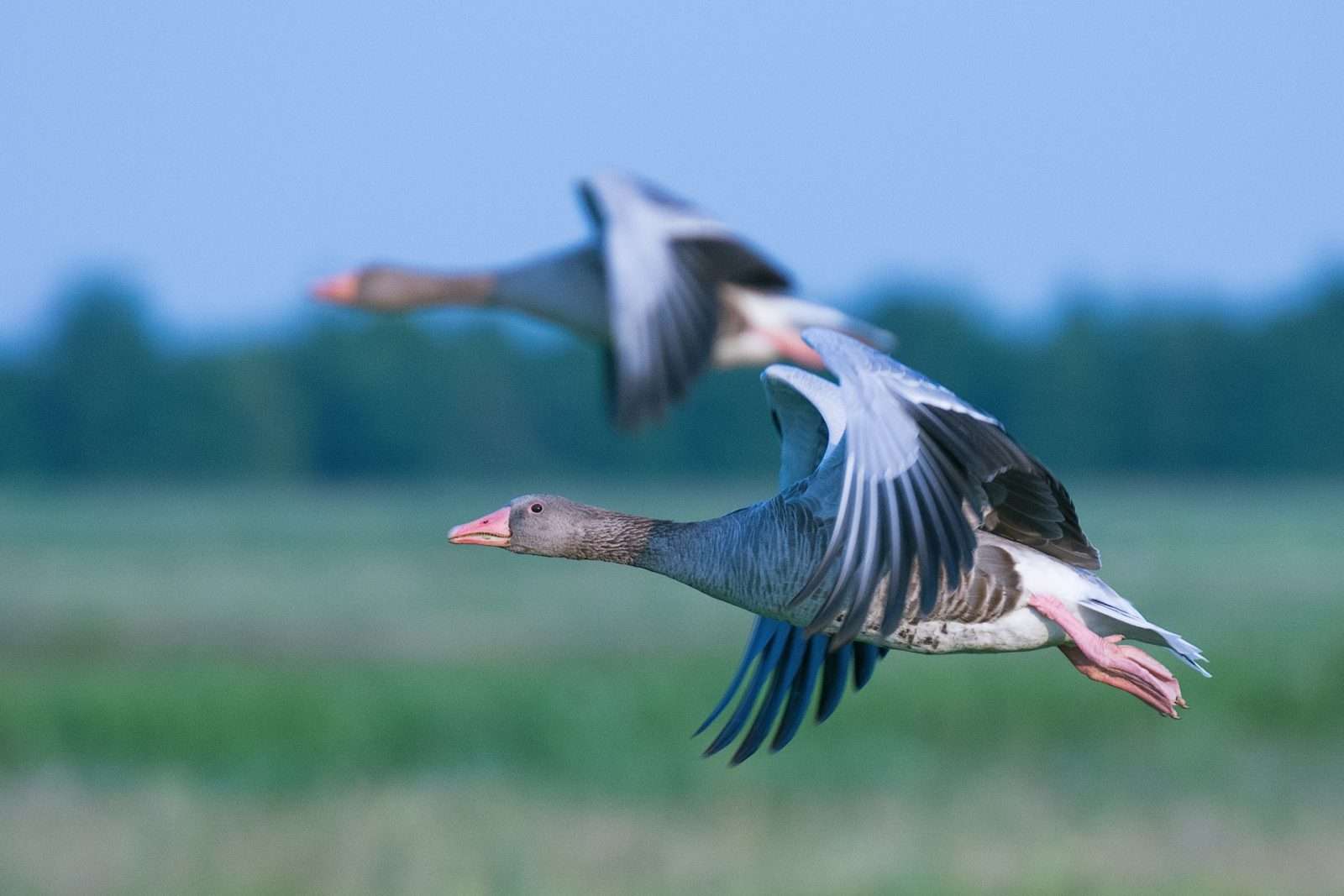 fotografowanie w ruchu poradnik ptaki